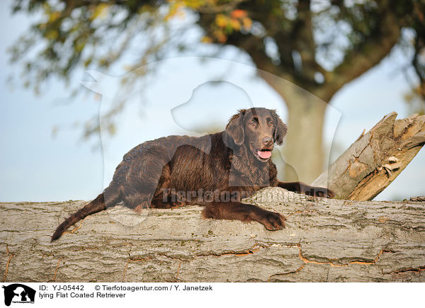 lying Flat Coated Retriever / YJ-05442