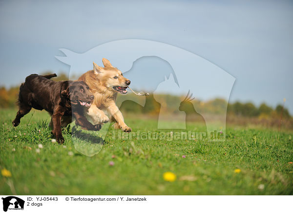2 dogs / YJ-05443