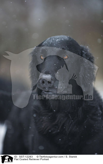 Flat Coated Retriever Portrait / SST-12283