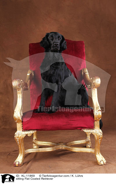 sitting Flat Coated Retriever / KL-11869