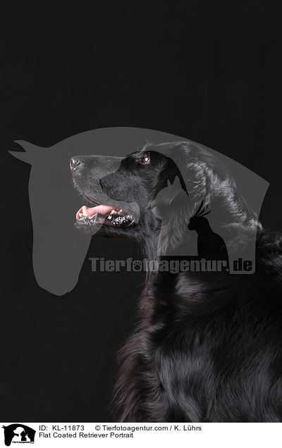 Flat Coated Retriever Portrait / KL-11873