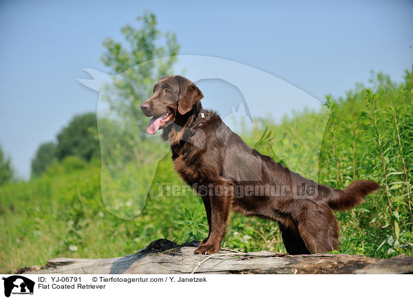 Flat Coated Retriever / YJ-06791