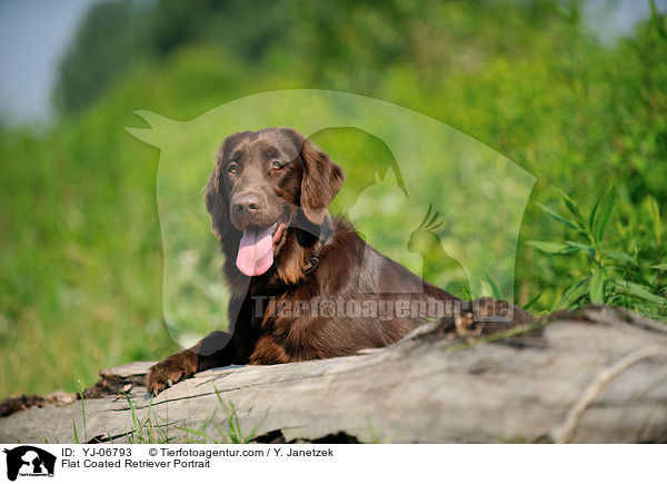Flat Coated Retriever Portrait / YJ-06793