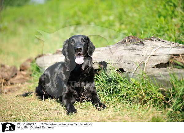 lying Flat Coated Retriever / YJ-06795