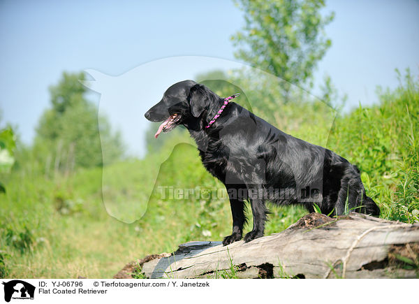 Flat Coated Retriever / YJ-06796