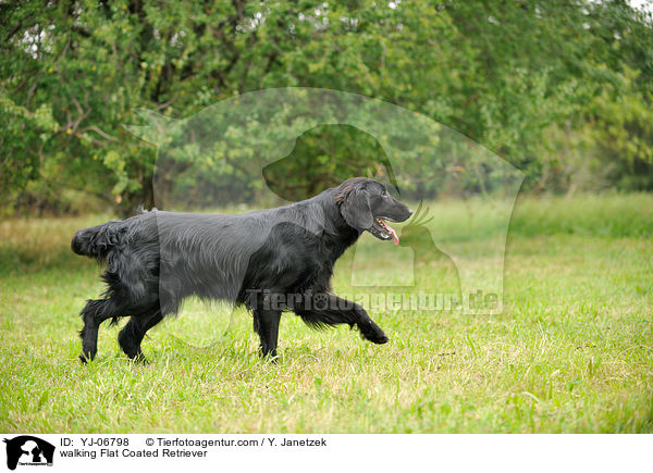 walking Flat Coated Retriever / YJ-06798
