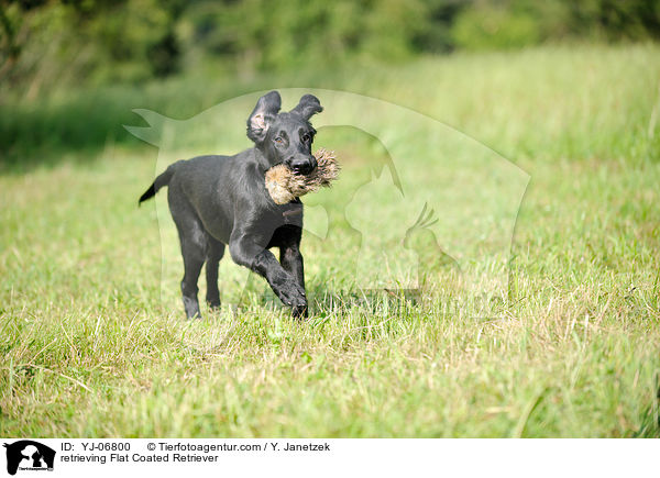 retrieving Flat Coated Retriever / YJ-06800