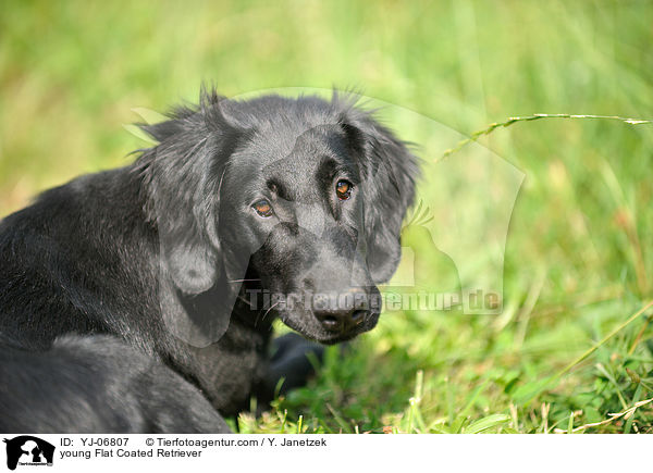 young Flat Coated Retriever / YJ-06807