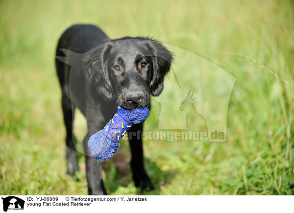 young Flat Coated Retriever / YJ-06809