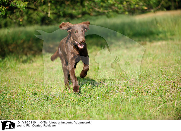 young Flat Coated Retriever / YJ-06810