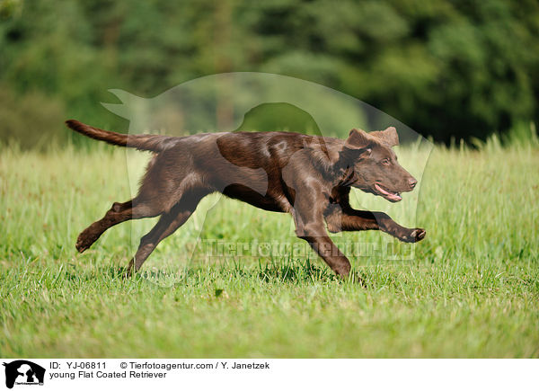 young Flat Coated Retriever / YJ-06811