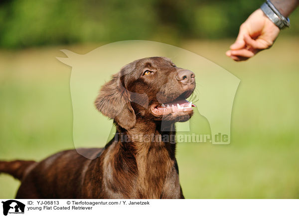 young Flat Coated Retriever / YJ-06813