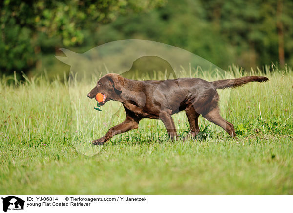 young Flat Coated Retriever / YJ-06814