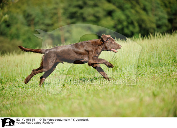 young Flat Coated Retriever / YJ-06815