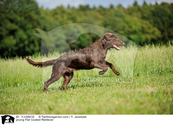 young Flat Coated Retriever / YJ-06816