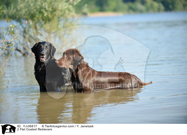 2 Flat Coated Retrievers / YJ-06817