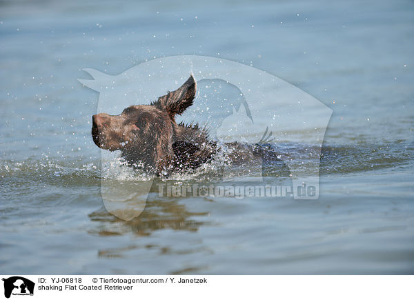 shaking Flat Coated Retriever / YJ-06818