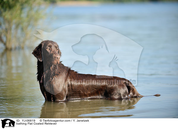 bathing Flat Coated Retriever / YJ-06819