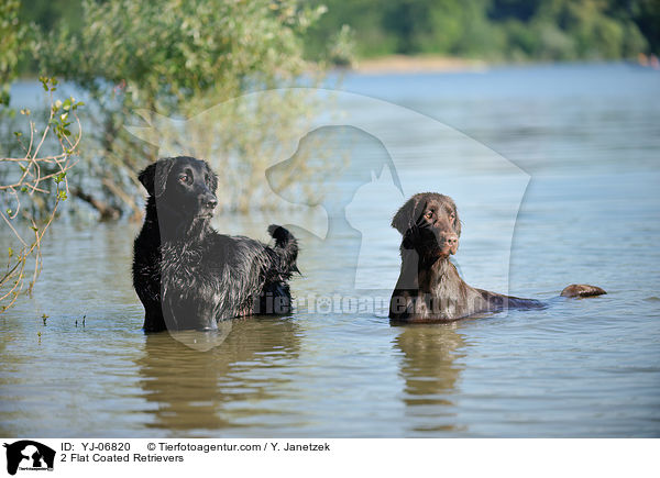 2 Flat Coated Retrievers / YJ-06820
