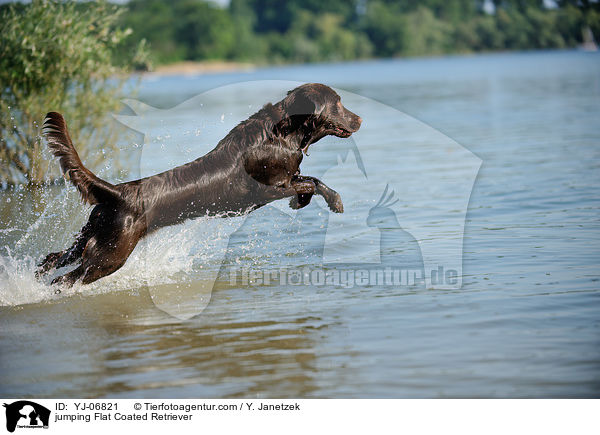 jumping Flat Coated Retriever / YJ-06821