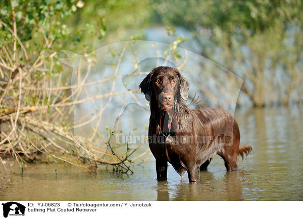 bathing Flat Coated Retriever / YJ-06823