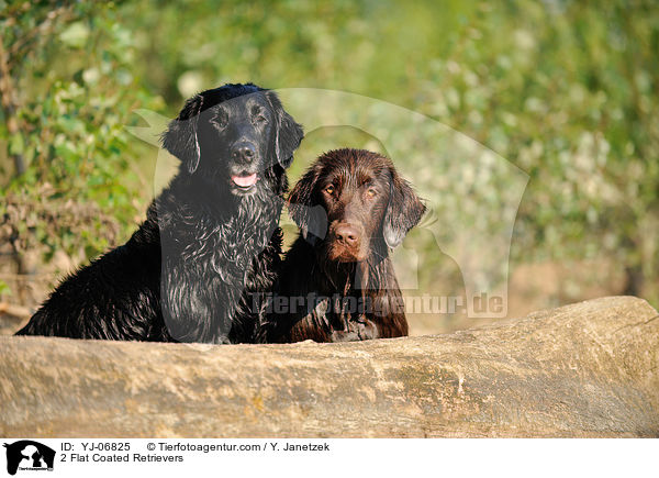 2 Flat Coated Retrievers / YJ-06825