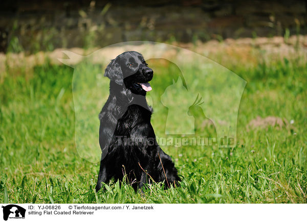 sitting Flat Coated Retriever / YJ-06826