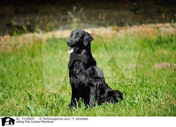 sitting Flat Coated Retriever / YJ-06827