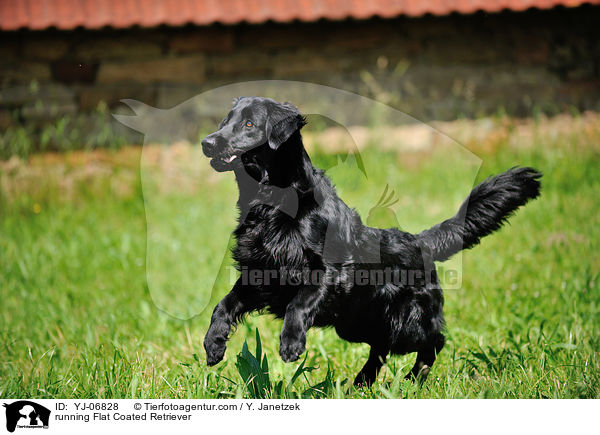 running Flat Coated Retriever / YJ-06828