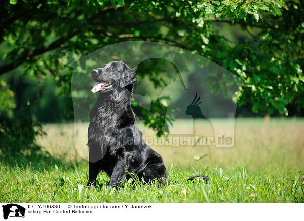 sitting Flat Coated Retriever / YJ-06830