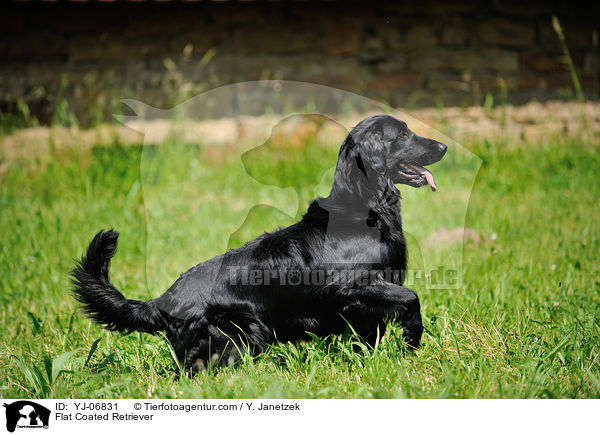 Flat Coated Retriever / YJ-06831