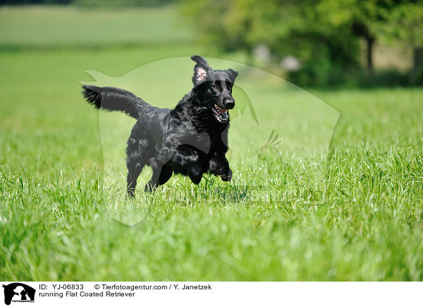 running Flat Coated Retriever / YJ-06833
