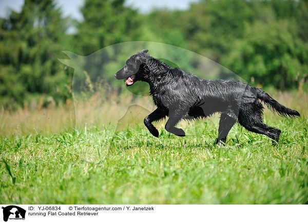 running Flat Coated Retriever / YJ-06834