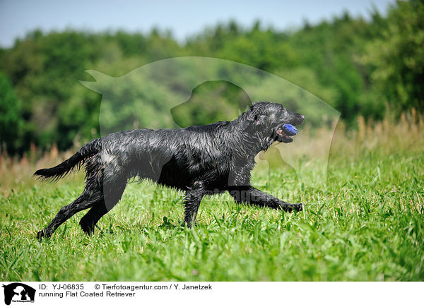running Flat Coated Retriever / YJ-06835