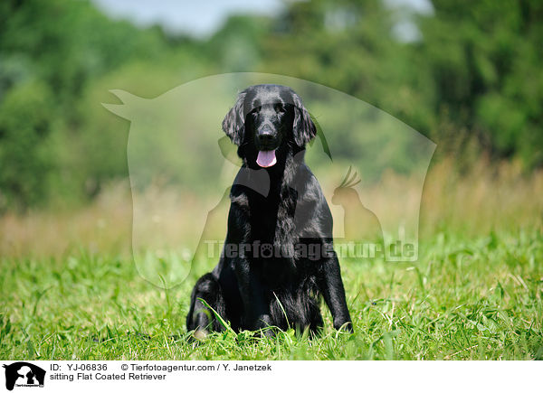 sitting Flat Coated Retriever / YJ-06836