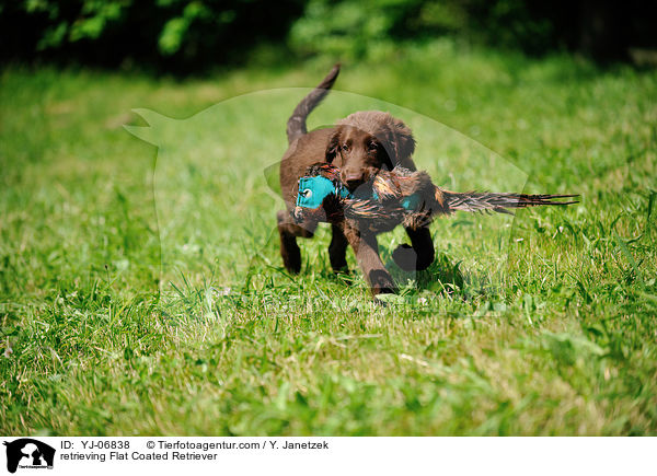retrieving Flat Coated Retriever / YJ-06838