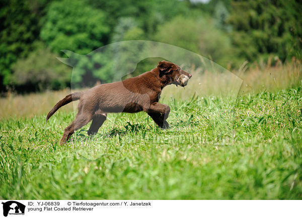 young Flat Coated Retriever / YJ-06839
