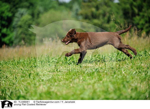 young Flat Coated Retriever / YJ-06841