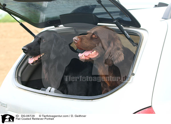 Flat Coated Retriever Portrait / DG-06728