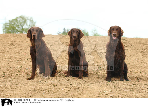 3 Flat Coated Retrievers / DG-06731