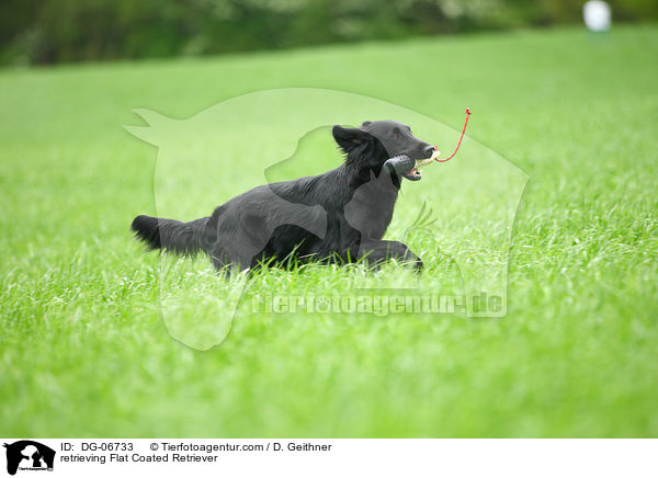 retrieving Flat Coated Retriever / DG-06733