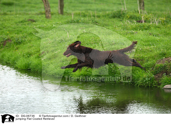 jumping Flat Coated Retriever / DG-06736
