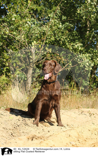 sitting Flat Coated Retriever / KL-12424