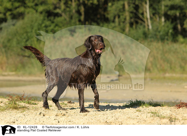 standing Flat Coated Retriever / KL-12428