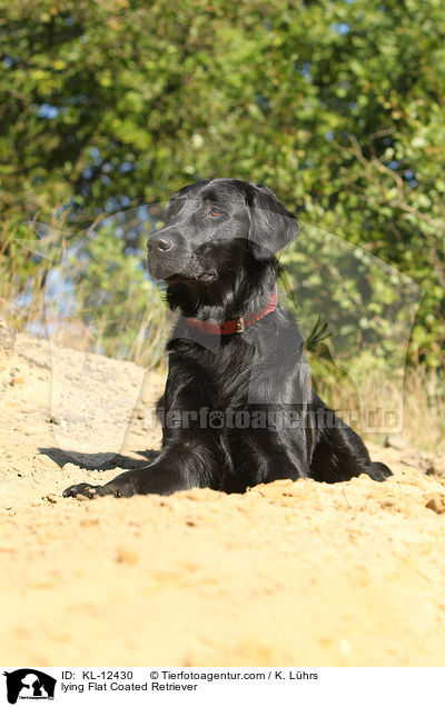 lying Flat Coated Retriever / KL-12430