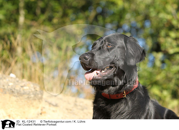 Flat Coated Retriever Portrait / KL-12431