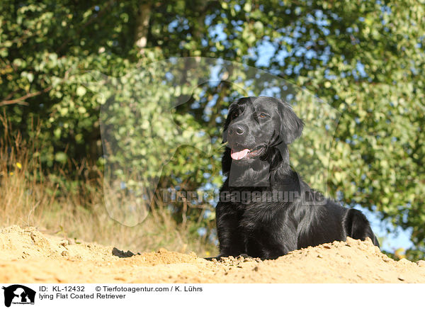 lying Flat Coated Retriever / KL-12432