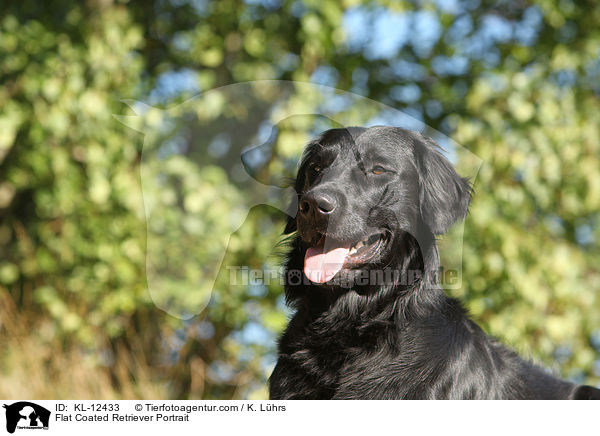 Flat Coated Retriever Portrait / KL-12433