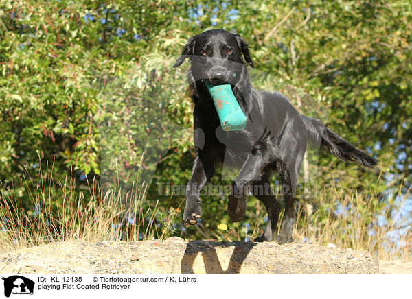 playing Flat Coated Retriever / KL-12435