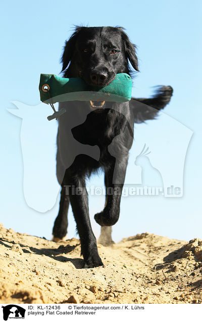 playing Flat Coated Retriever / KL-12436
